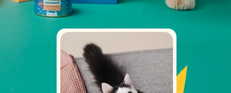 Daisy the cat