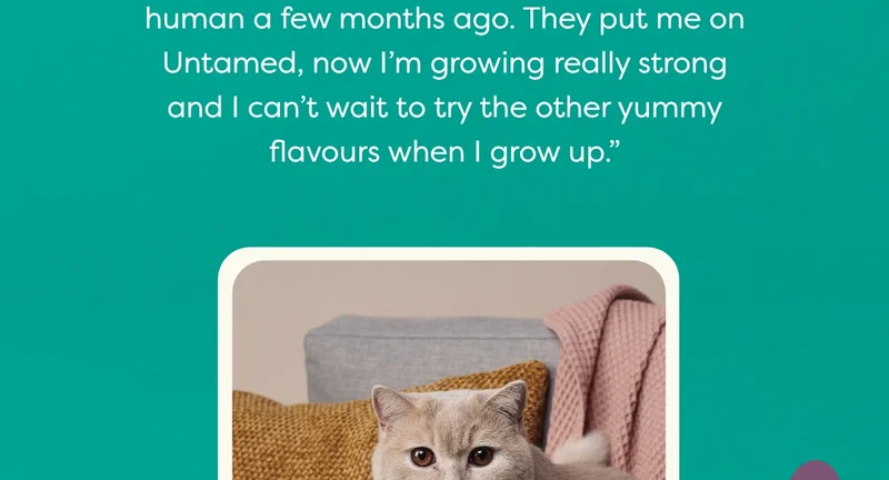 Merlin the cat