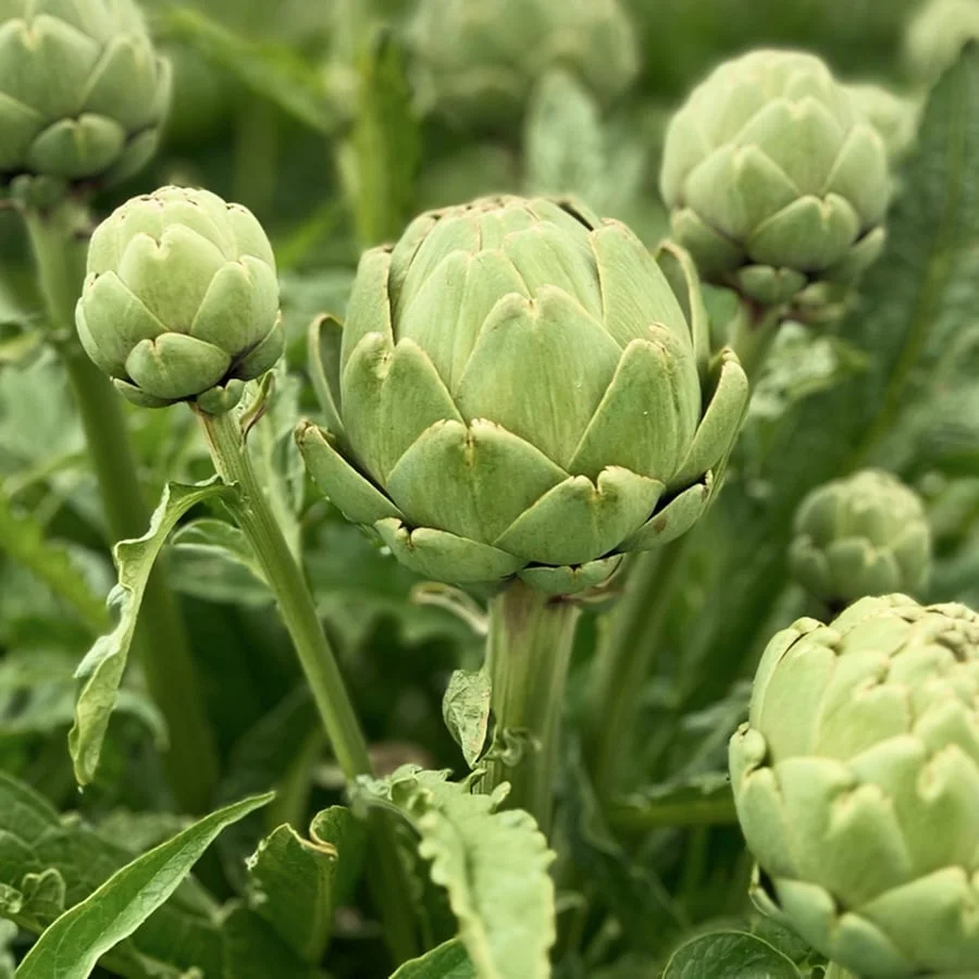 Rescued Artichokes