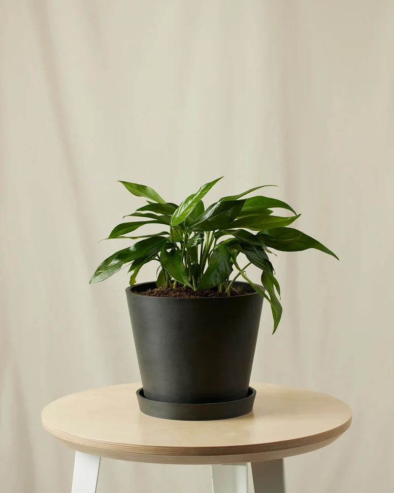Image of Baltic Blue Pothos