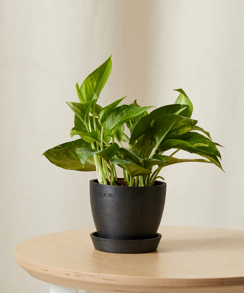 Image of Golden Pothos