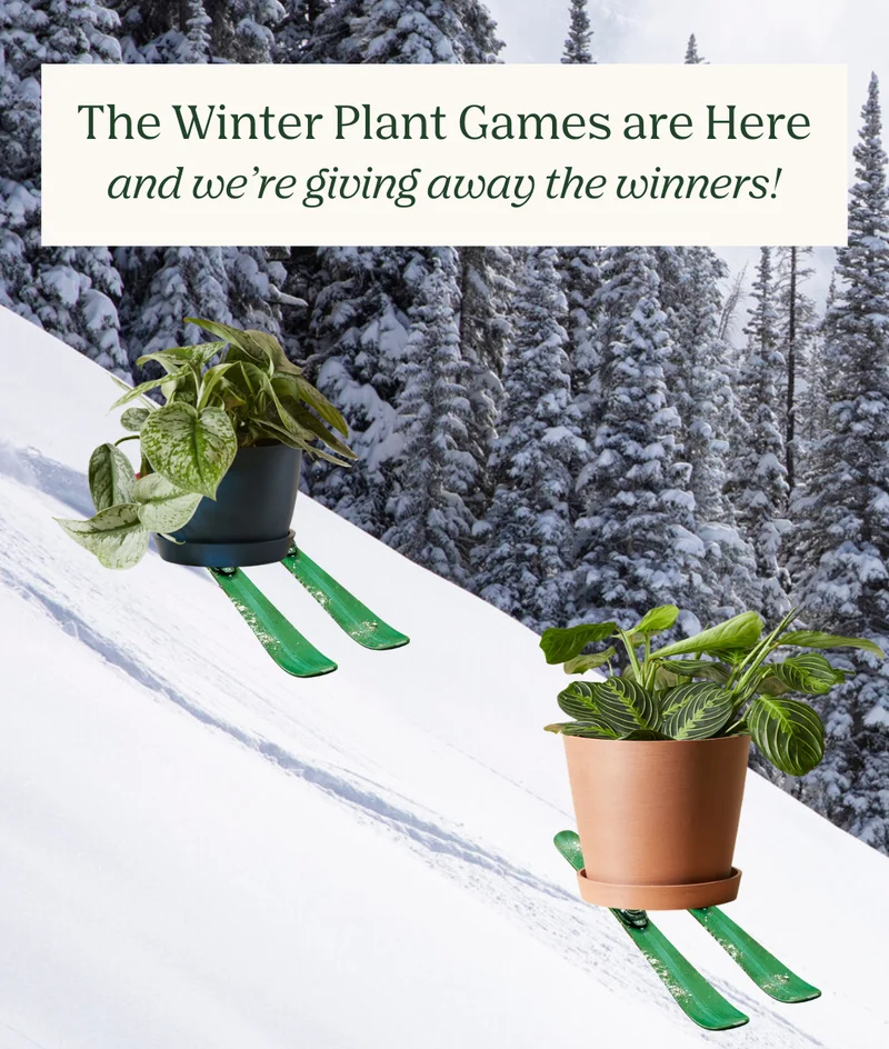 the winter plant games