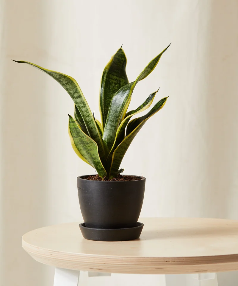 Image of Snake Plant