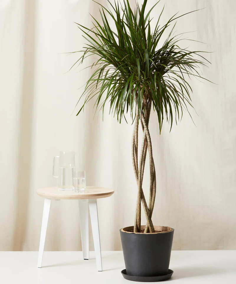 Image of Dracaena Marginata Open Weave