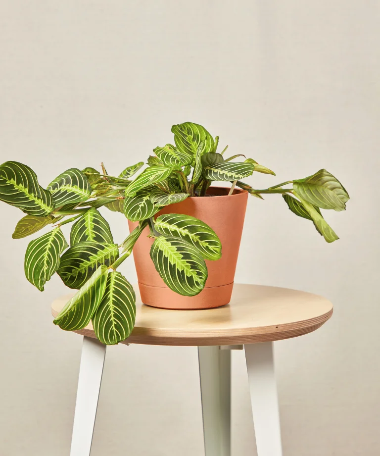 Image of Neon Prayer Plant