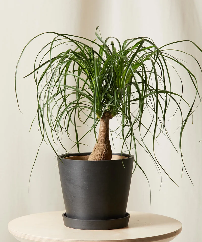 Image of Ponytail Palm