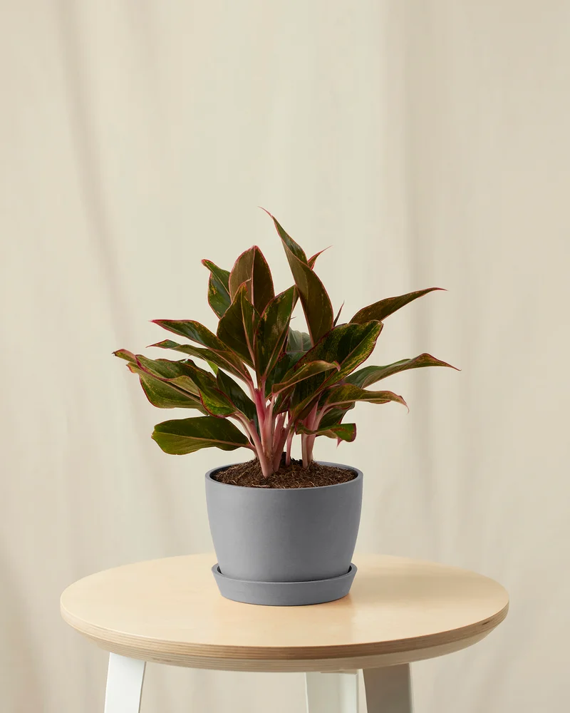 Image of Aglaonema Siam