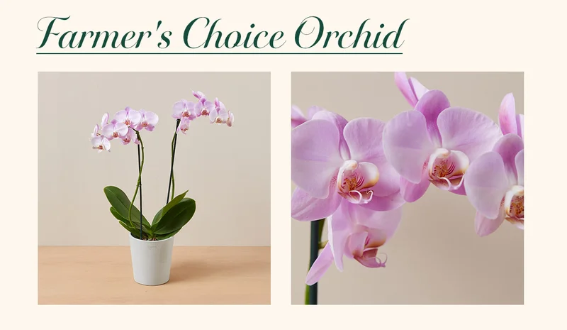 Farmer's Choice Orchid