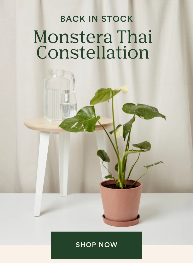 monstera thai constellation is back in stock!
