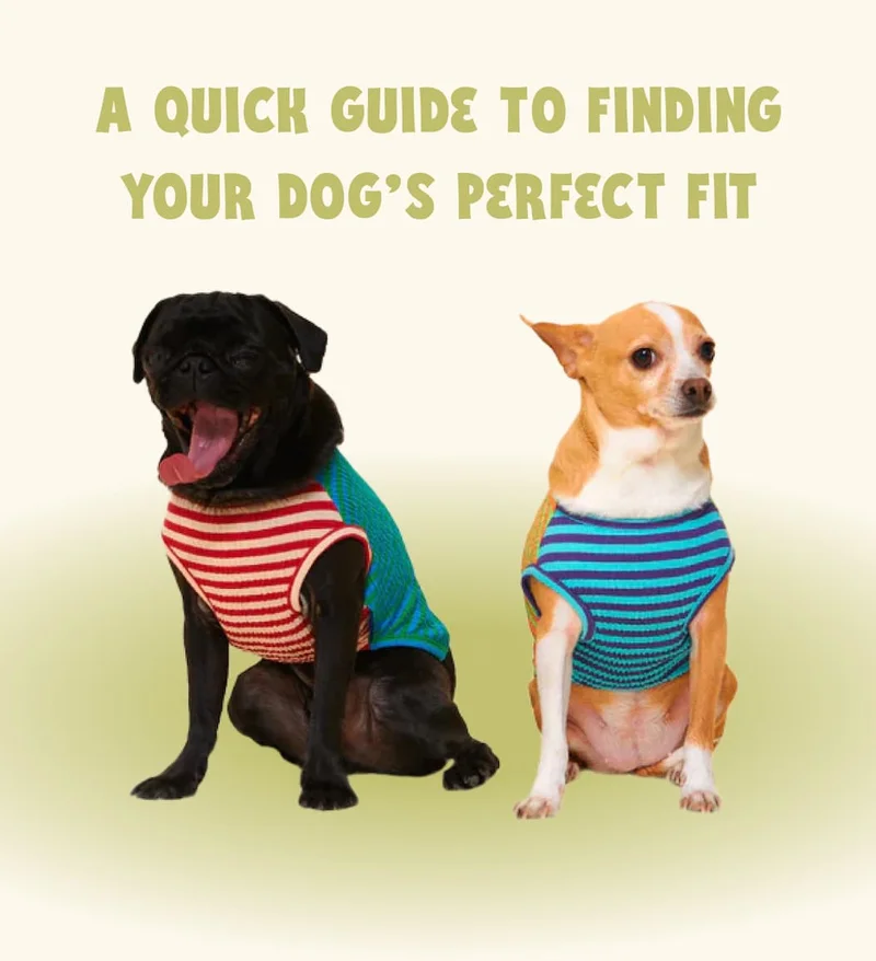 A quick guide to finding your dog’s perfect fit