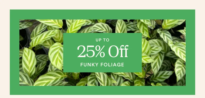 save up to 25% on funky foliage