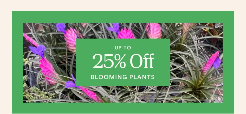 save up to 25% on blooming plants