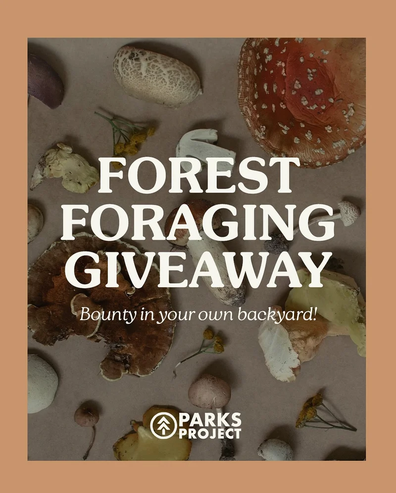 Enter the Forest Foraging Giveaway