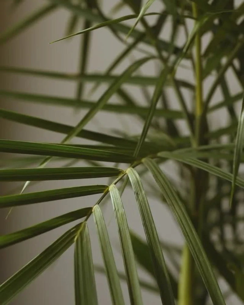 bamboo palm highlight