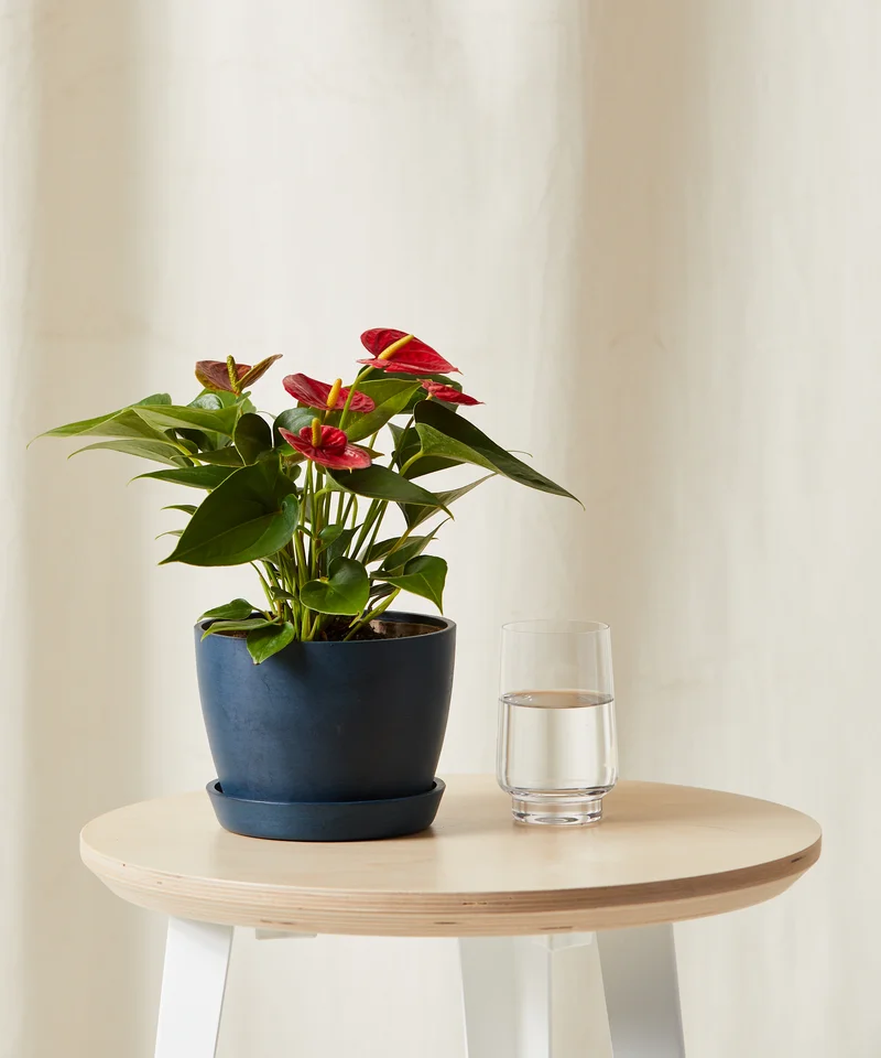 Image of Red Anthurium