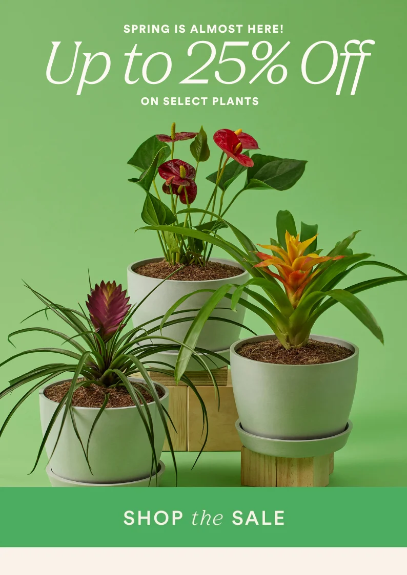 shop sale and save up to 25% on select plants