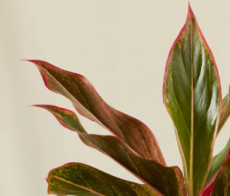 aglaonema detail