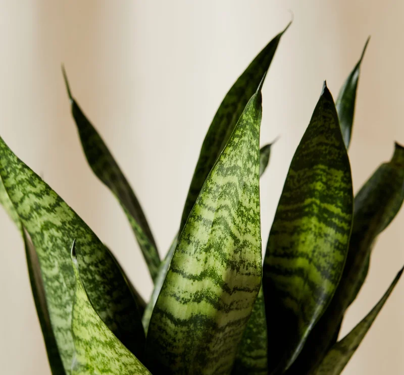 sansevieria detail