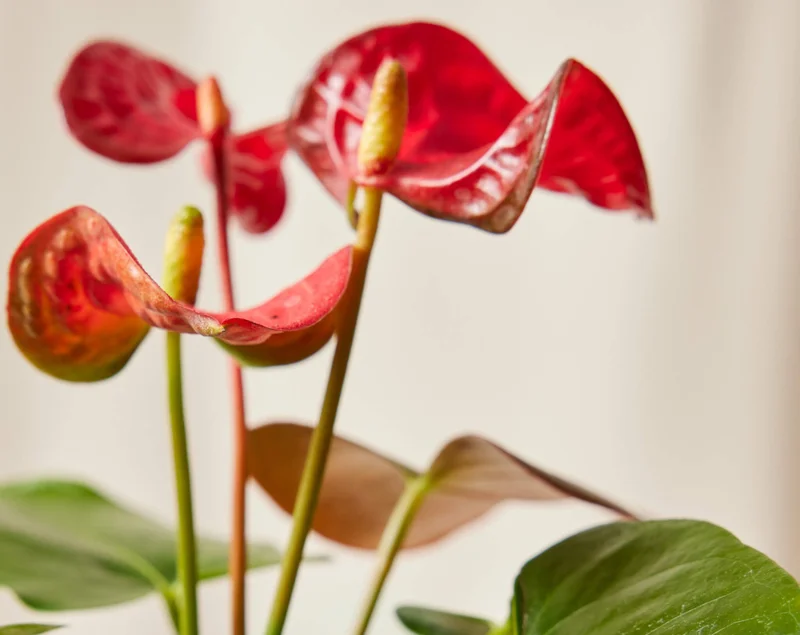 red anthurium detail