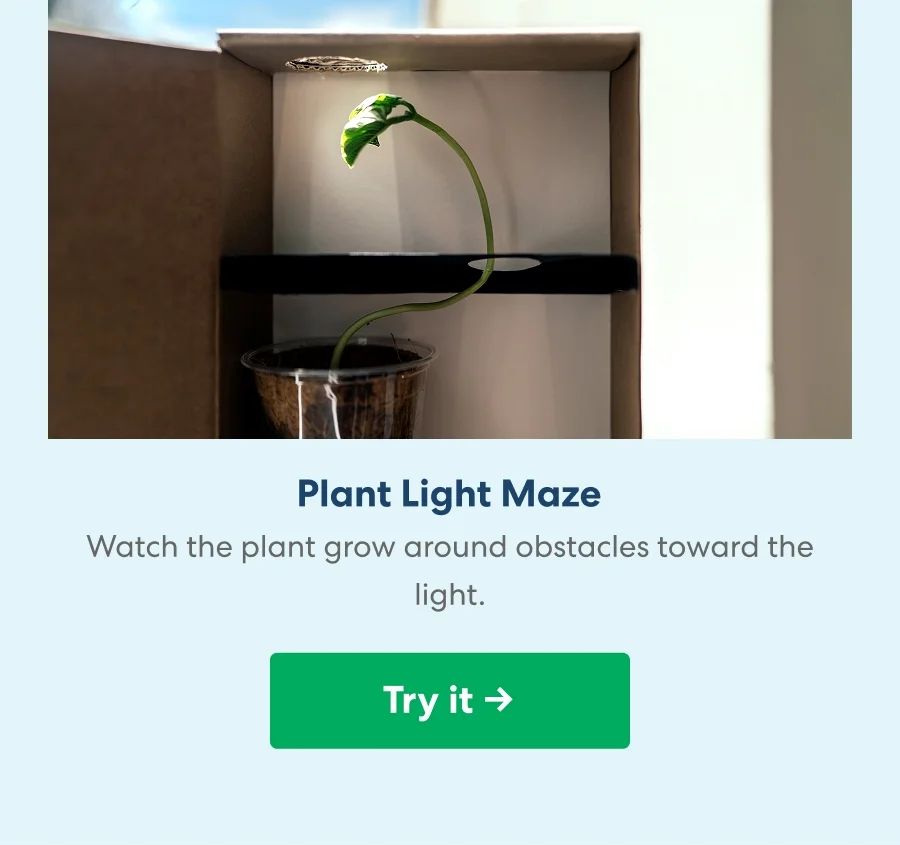 Plant Light Maze