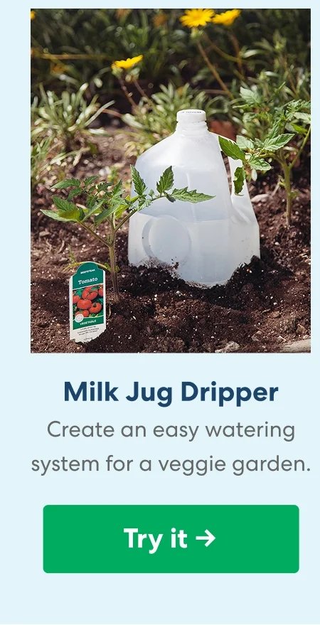 Milk Jug Dripper