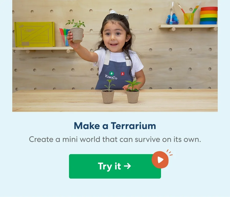 Make a Terrarium