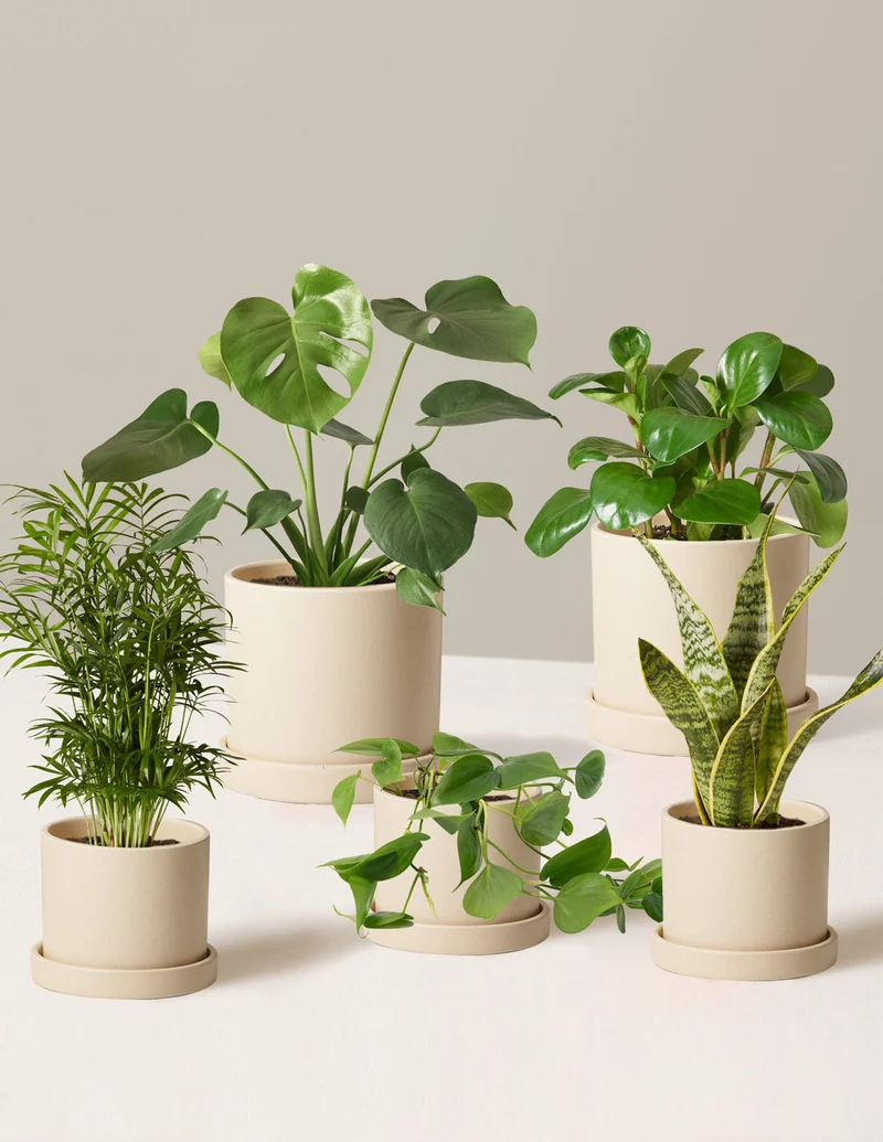 Image of The Favorite 5 Bundle