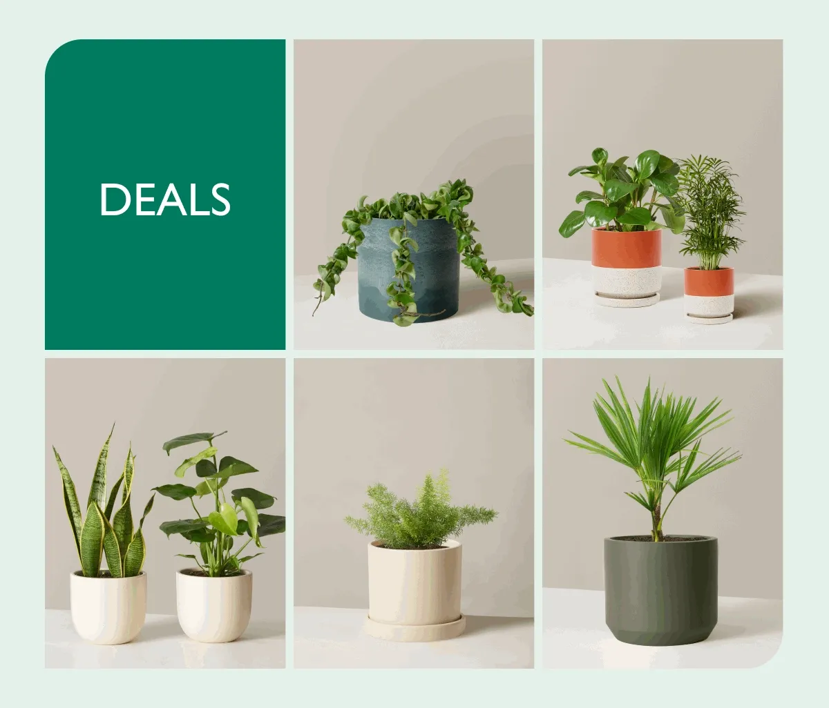 Shop Sale Plants and Evergreen Deals