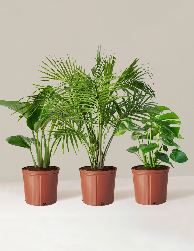 Image of Tropical Trio