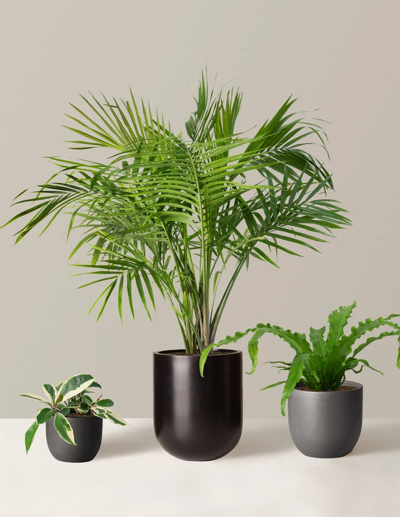 Image of New Digs Pet Friendly Plant Trio