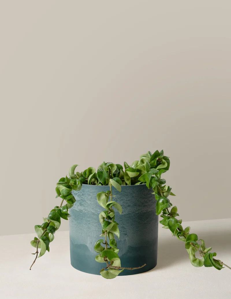 Image of Hoya Hindu Rope