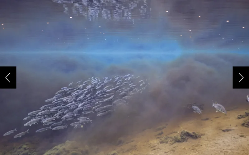 These fish dart between the tannic river water and the clear spring-fed water at the surface; the photo also catches the reflection from the surface itself.