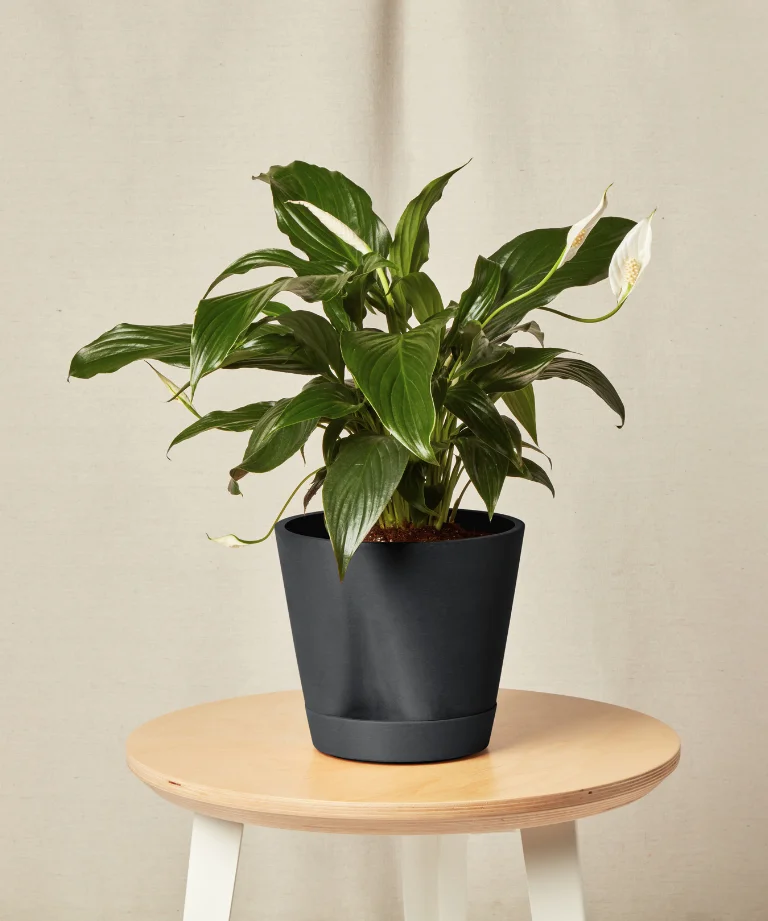Image of Peace Lily
