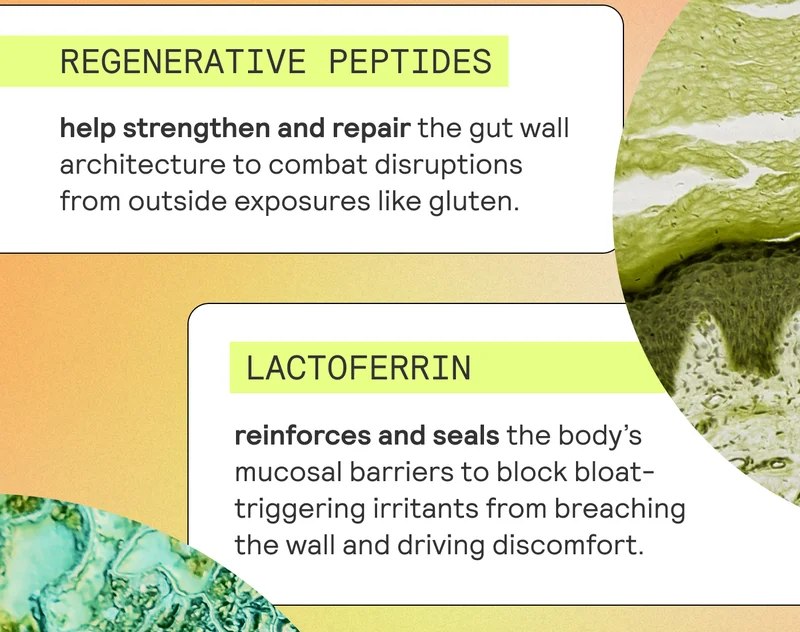 REGENERATIVE PEPTIDES strengthen and repair the gut wall architecture to combat damage from outside exposures like gluten.  LACTOFERRIN reinforces and seals the body’s mucosal barriers to block bloat-triggering irritants from breaching the wall and driving discomfort.