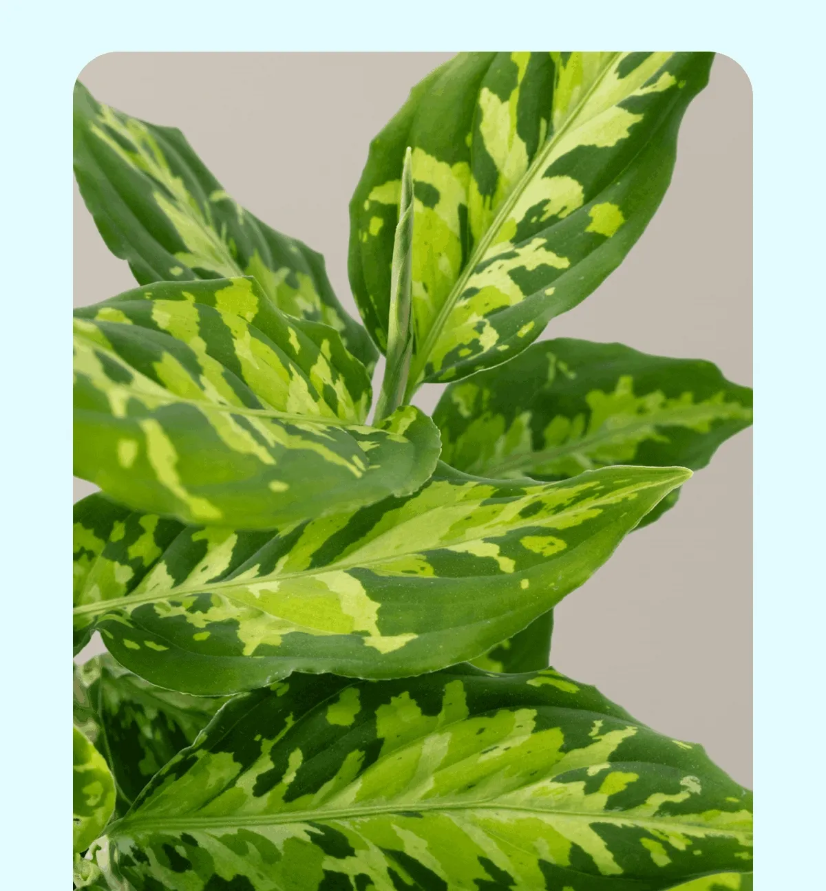 Shop Aglaonema Pictum Tricolor