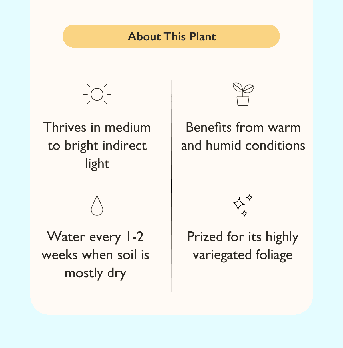The Pictum Tricolor thrives in medium to bright indirect light. Water every 1-2 weeks, when soil is almost dry.