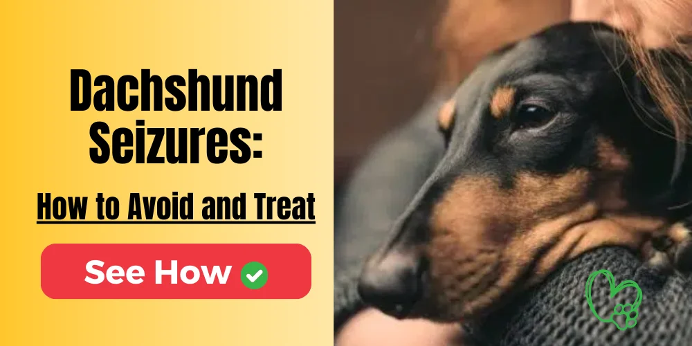 Dachshund Seizures: How to Avoid and Treat