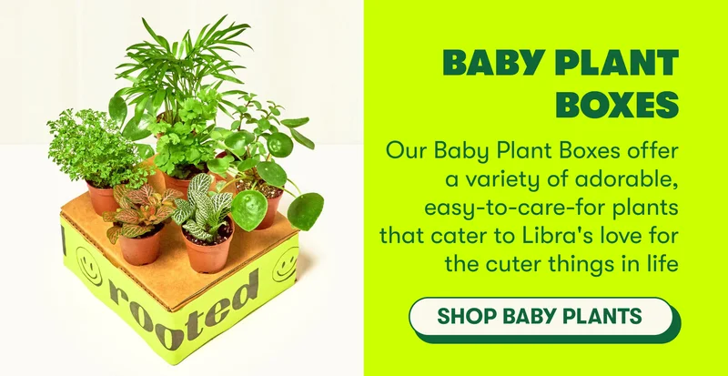 aby Plant Boxes Our Baby Plant Boxes offer a variety of adorable, easy-to-care-for plants that cater to Libra's love for the cuter things in life  [SHOP BABY PLANTS]