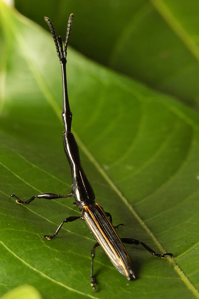 A small body with a long horn the weevil sits on a leaf
