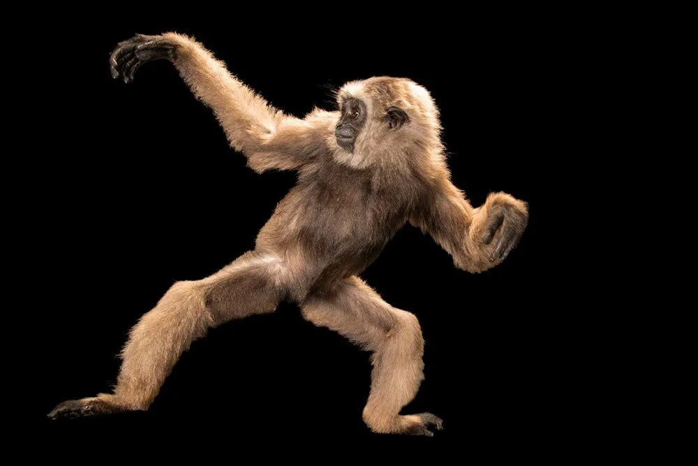 This gibbon is not the reason two U.S. towns are named Gibbon. But what is?