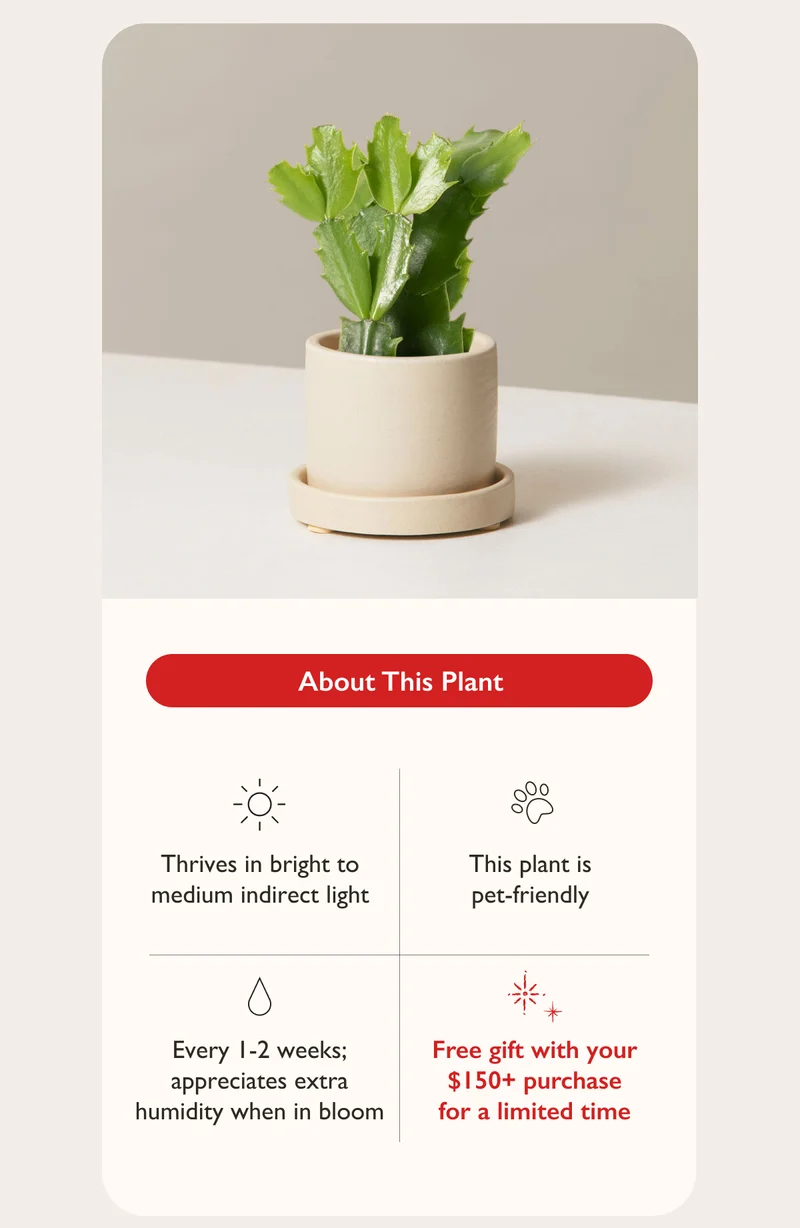 The pet-safe Holiday Cactus thrives in bright to medium indirect light. Water every 1-2 weeks.