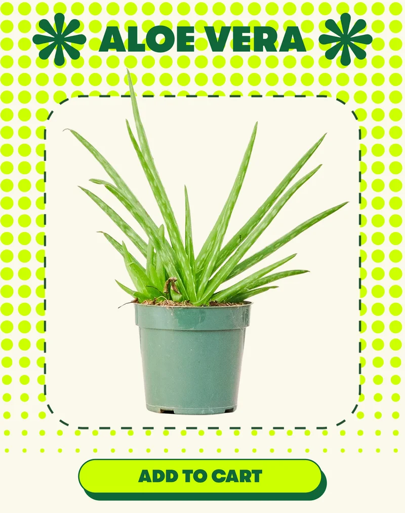 Aloe Vera [ADD TO CART]