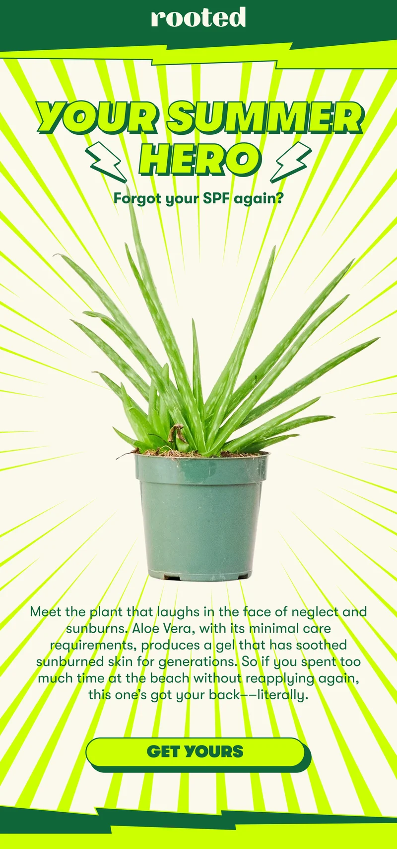 YOUR SUMMER HERO  Forgot your SPF again? Meet the plant that laughs in the face of neglect and sunburns. Aloe Vera, with its minimal care requirements, produces a gel that has soothed sunburned skin for generations. So if you spent too much time at the beach without reapplying again, this one’s got your back––literally. [GET YOURS]