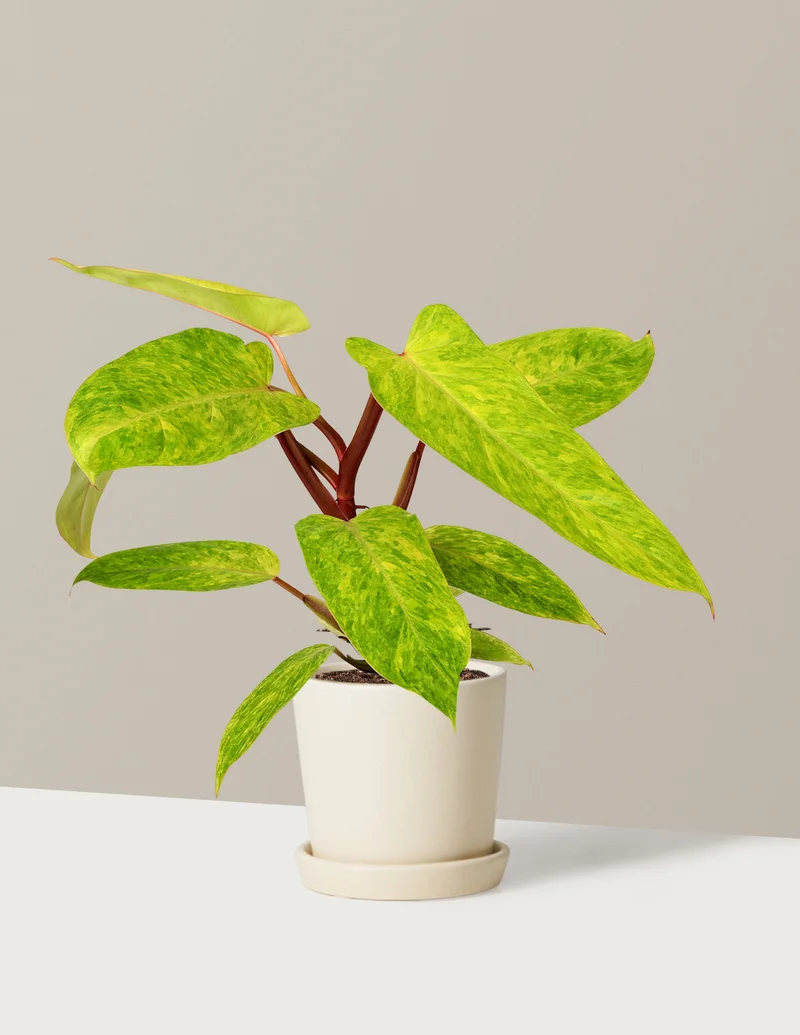 Image of Philodendron Painted Lady