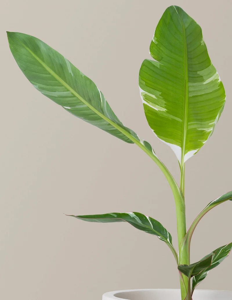 Image of Large Variegated Banana Musa
