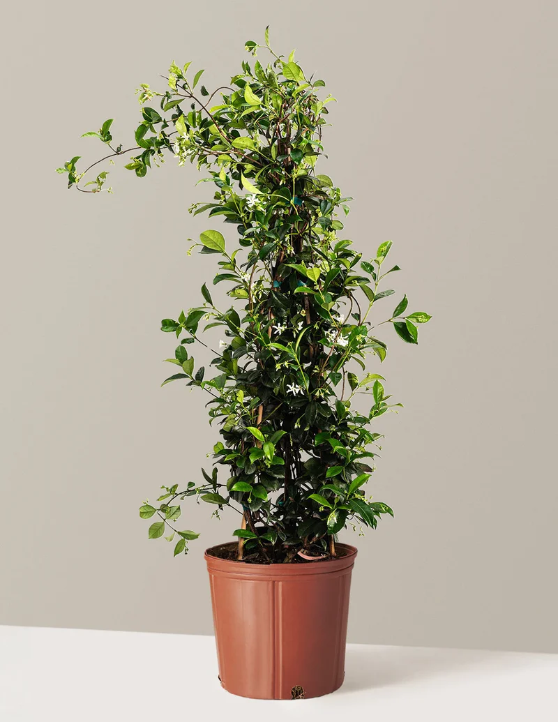 Image of Star Jasmine
