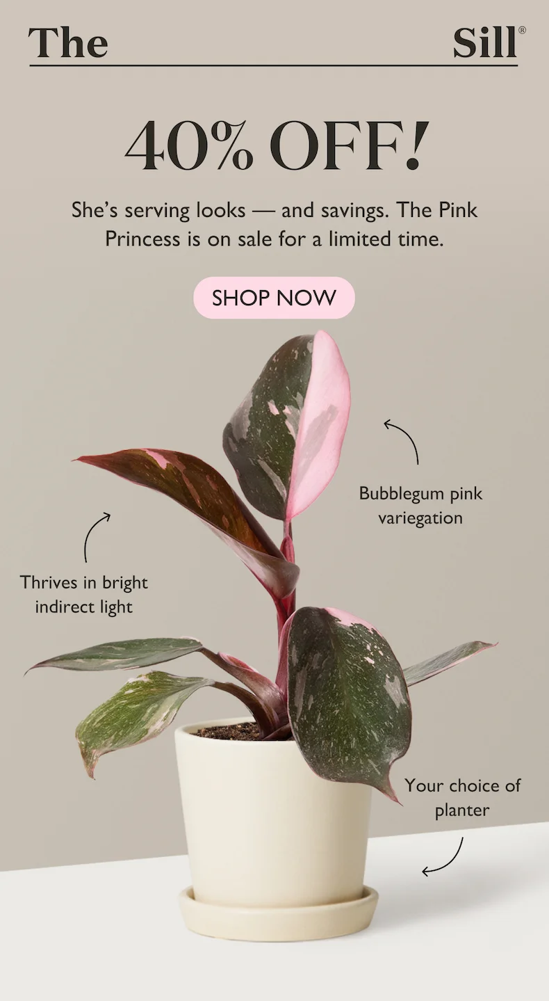Enjoy 40% off the Philodendron Pink Princess. Shop now.