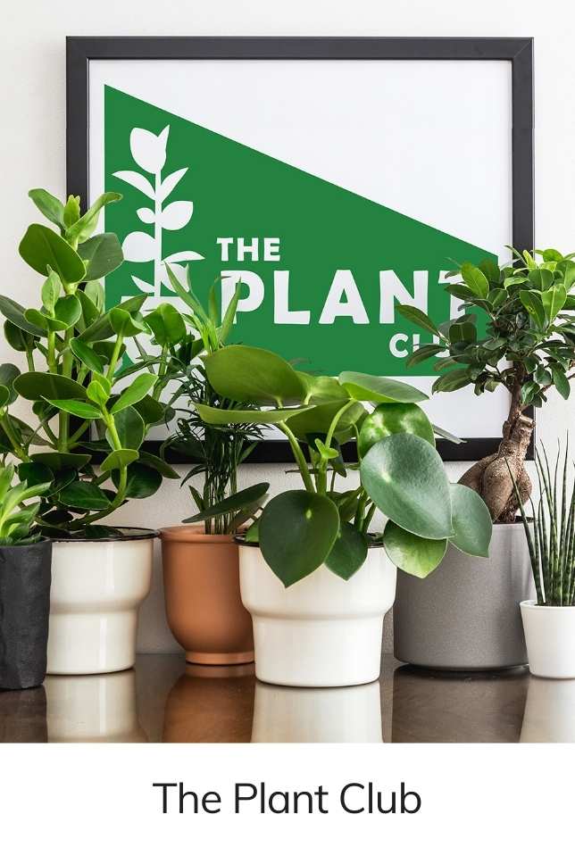 The Plant Club