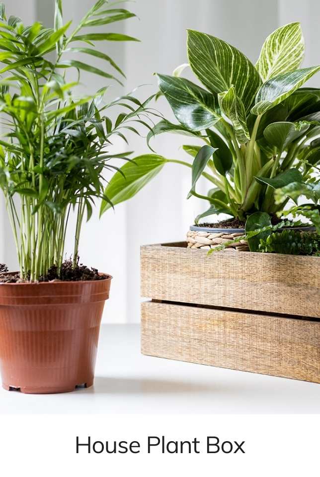 House Plant Box