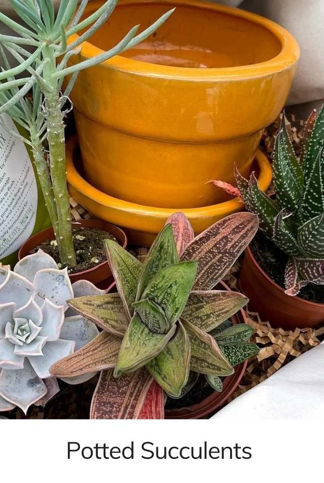 Succulents Monthly